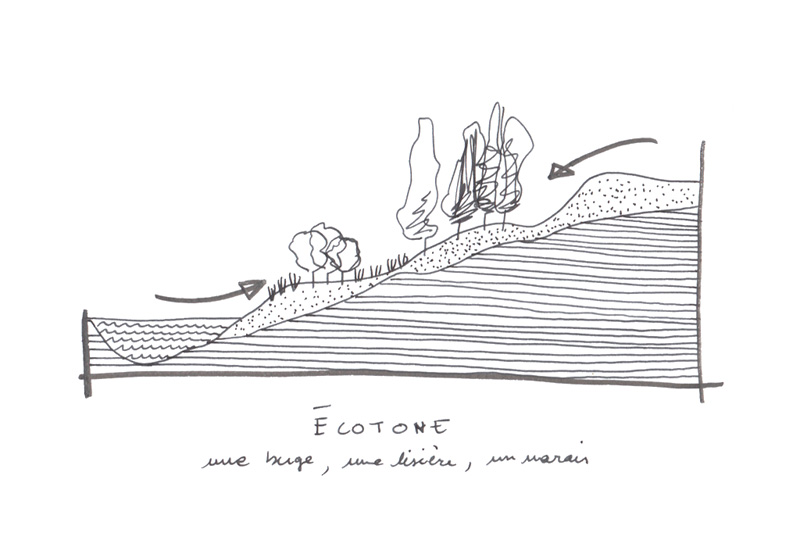 ecotone